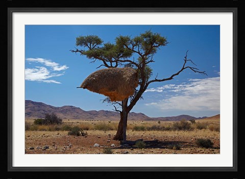 Framed Sociable weavers nest, Namib Desert, Southern Namibia Print