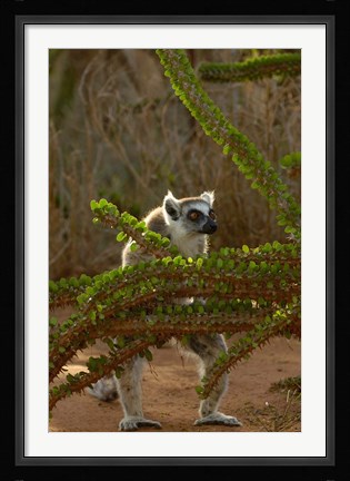 Framed Ring-tailed lemur wildlife, Berenty Reserve, MADAGASCAR Print