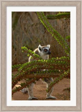 Framed Ring-tailed lemur wildlife, Berenty Reserve, MADAGASCAR Print
