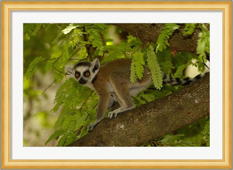 Framed Ring-tailed lemur, Beza mahafaly reserve, MADAGASCAR Print