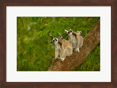Framed Ring-tailed lemurs, primates, Berenty Reserve MADAGASCAR Print