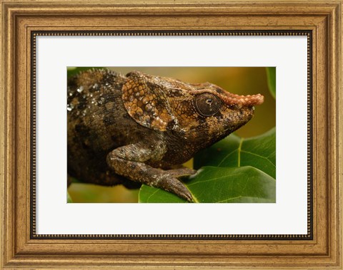 Framed Short-horned chameleon lizard, MADAGASCAR. Print
