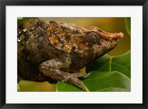 Framed Short-horned chameleon lizard, MADAGASCAR. Print
