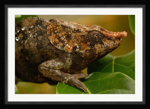 Framed Short-horned chameleon lizard, MADAGASCAR. Print