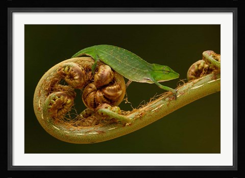 Framed Short-nosed Chameleon lizard Madagascar, Africa Print