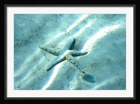 Framed Sea Star Abstract Print