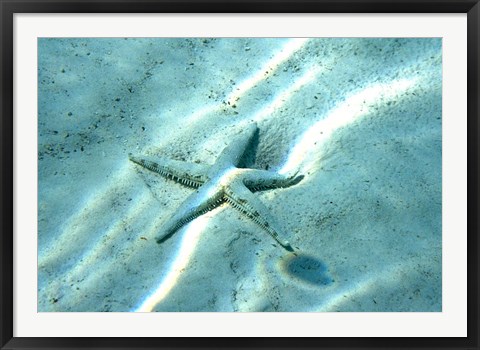 Framed Sea Star Abstract Print