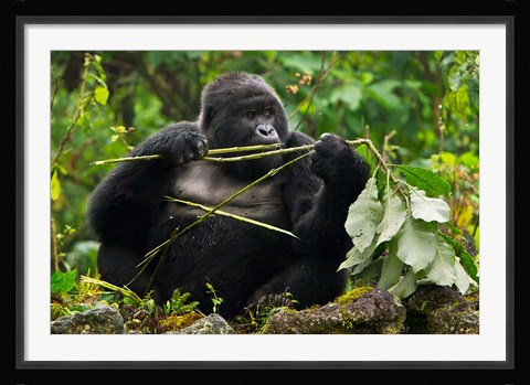 Framed Rwanda, Blackback Mountain Gorilla, Buffalo Wall Print