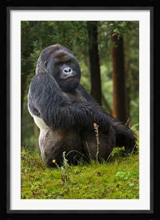 Framed Mountain Gorilla, Rwanda Print