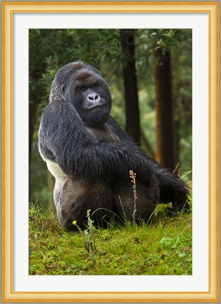 Framed Mountain Gorilla, Rwanda Print