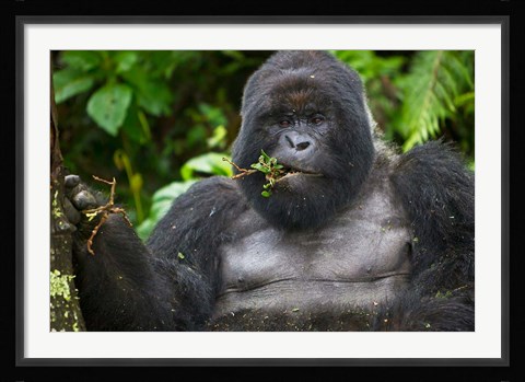 Framed Mountain Gorilla Chewing Leaves, Rwanda Print