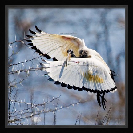 Framed Sacred Ibis bird, Northern Cape, South Africa Print
