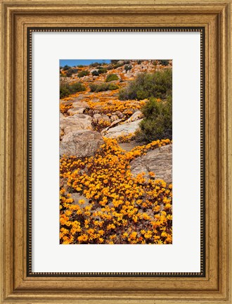 Framed South Namaqualand. Orange wildflower blossoms Print