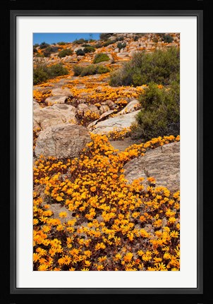 Framed South Namaqualand. Orange wildflower blossoms Print