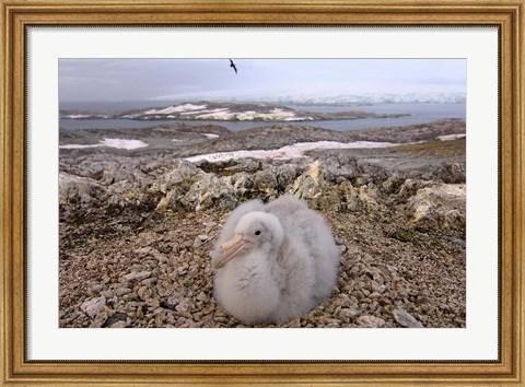 Framed Southern giant petrel bird, Antarctic Peninsula Print