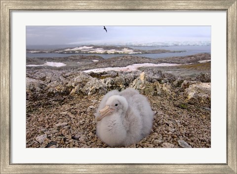 Framed Southern giant petrel bird, Antarctic Peninsula Print