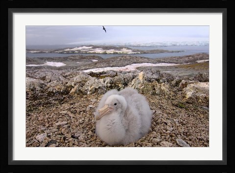 Framed Southern giant petrel bird, Antarctic Peninsula Print