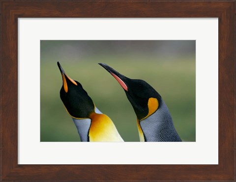 Framed South Georgia Island, Gold Bay, King penguins Print