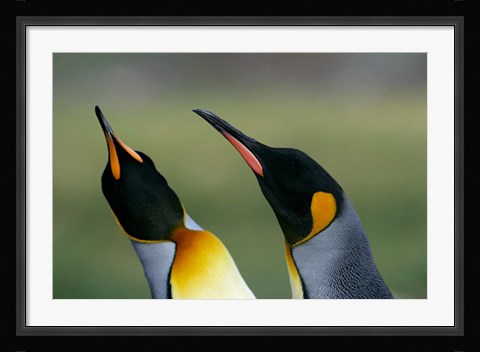 Framed South Georgia Island, Gold Bay, King penguins Print