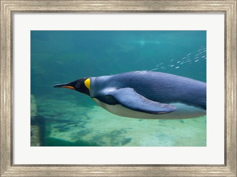 Framed South Africa, Cape Town, Aquarium King penguin Print