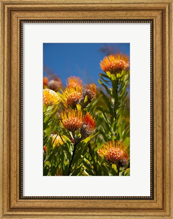 Framed South Africa, Cape Town, Orange pincushion flowers Print