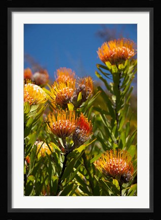 Framed South Africa, Cape Town, Orange pincushion flowers Print