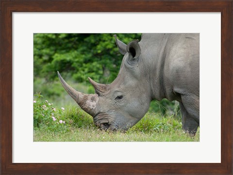 Framed South Africa, Game Reserve, African White Rhino Print