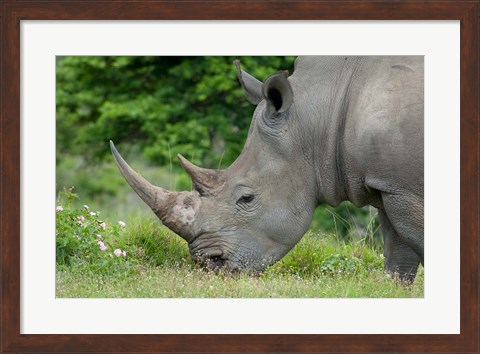Framed South Africa, Game Reserve, African White Rhino Print
