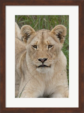 Framed South Africa, Inkwenkwezi GR, African lion cub Print