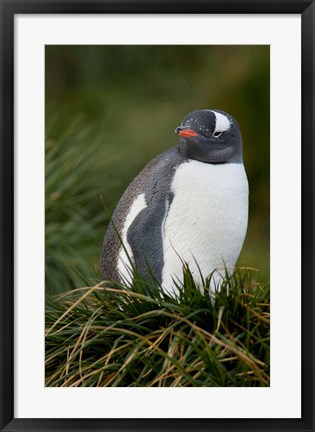 Framed South Georgia Island, Gentoo penguins, tussocks Print