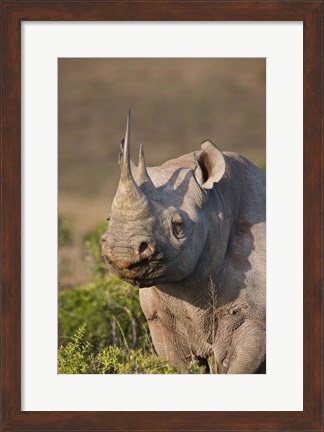Framed South Port Elizabeth, Shamwari GR, Black rhinoceros Print