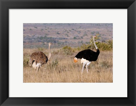 Framed South Africa, Kwandwe. Southern Ostriches in Kwandwe Game Reserve. Print