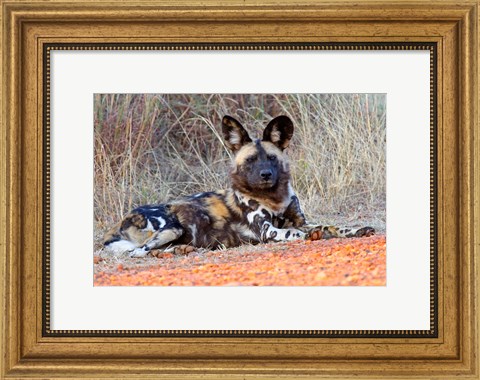 Framed South Africa, Madikwe Game Reserve, African Wild Dog Print
