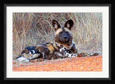 Framed South Africa, Madikwe Game Reserve, African Wild Dog Print