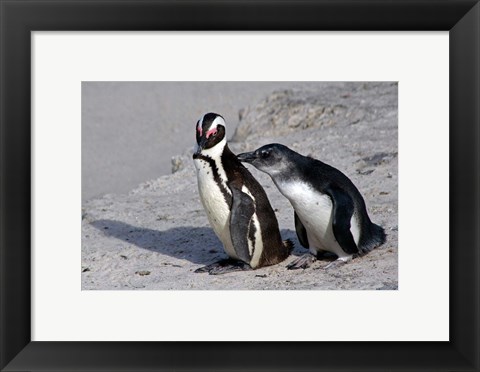 Framed Two African Penguins Print