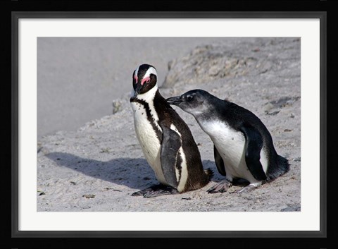 Framed Two African Penguins Print