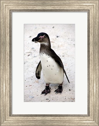 Framed African Penguin Print
