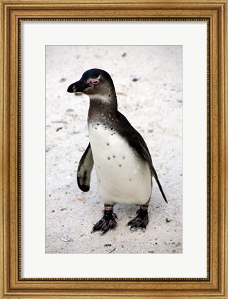 Framed African Penguin Print