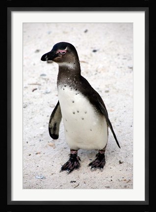 Framed African Penguin Print