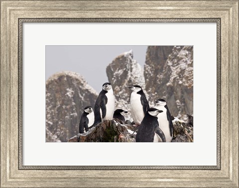 Framed South Georgia Island, Cooper Bay, Chinstrap penguins Print