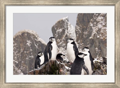 Framed South Georgia Island, Cooper Bay, Chinstrap penguins Print