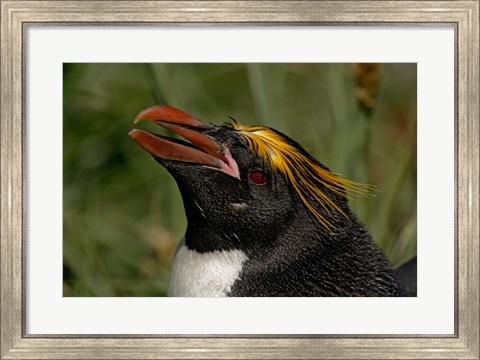 Framed South Georgia Island, Cooper Bay, Macaroni penguin Print