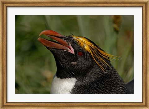 Framed South Georgia Island, Cooper Bay, Macaroni penguin Print