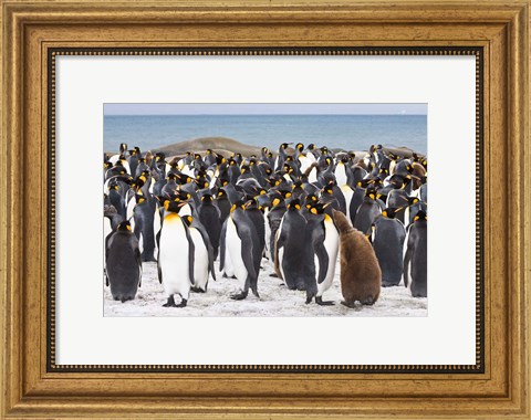 Framed Colony of King penguins Print