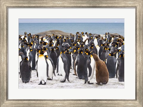 Framed Colony of King penguins Print