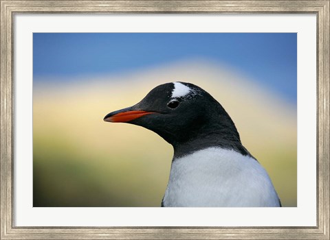 Framed South Georgia Island, Stromess Bay, Gentoo penguin Print
