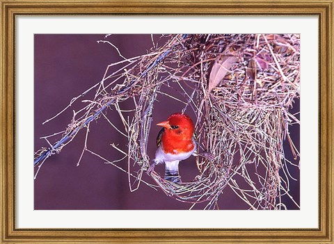 Framed South Kruger NP. Redheaded weaver bird, nest Print