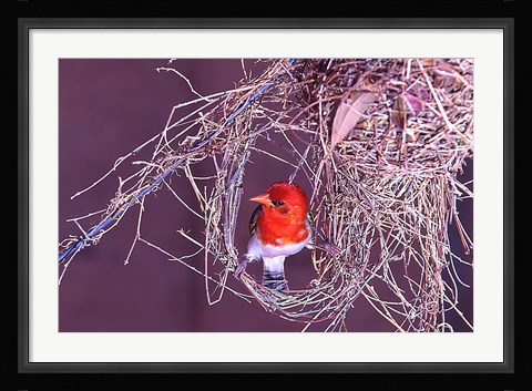 Framed South Kruger NP. Redheaded weaver bird, nest Print
