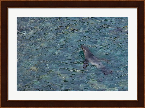 Framed Southern Fur Seal Swimming in Clear Water, South Georgia Island, Antarctica Print