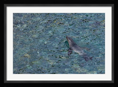 Framed Southern Fur Seal Swimming in Clear Water, South Georgia Island, Antarctica Print